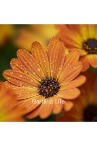 Bodrum papatyası Fidesi ( Osteospermum) Sunset 10 Adet - 1