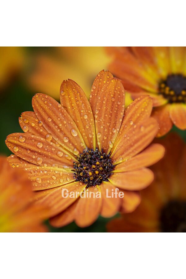 Bodrum papatyası Fidesi ( Osteospermum) Sunset 10 Adet - 1