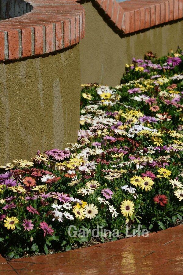 Bodrum papatyası Fidesi ( Osteospermum) Sunset 10 Adet - 4