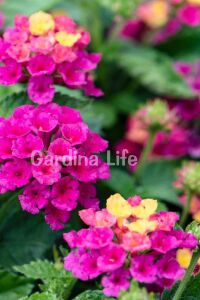 Bodur Ağaç Minesi Fidesi Cherry ( Lantana Camara )  - 1