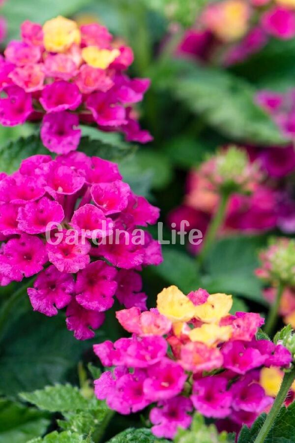 Bodur Ağaç Minesi Fidesi Cherry ( Lantana Camara )  - 1