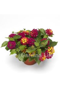 Bodur Ağaç Minesi Fidesi Cherry ( Lantana Camara )  - 3