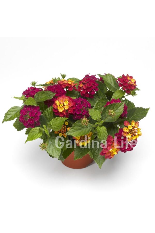 Bodur Ağaç Minesi Fidesi Cherry ( Lantana Camara )  - 3