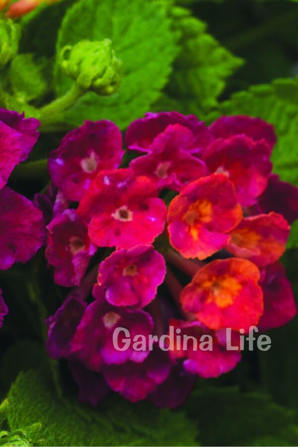 Bodur Ağaç Minesi Fidesi Cherry ( Lantana Camara )  - 4