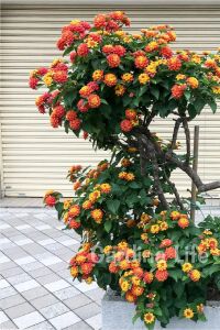 Bodur Ağaç Minesi Fidesi Hot Red ( Lantana Camara )  - 1
