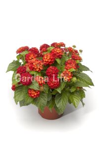 Bodur Ağaç Minesi Fidesi Hot Red ( Lantana Camara )  - 3