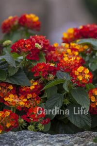 Bodur Ağaç Minesi Fidesi Hot Red ( Lantana Camara )  - 4