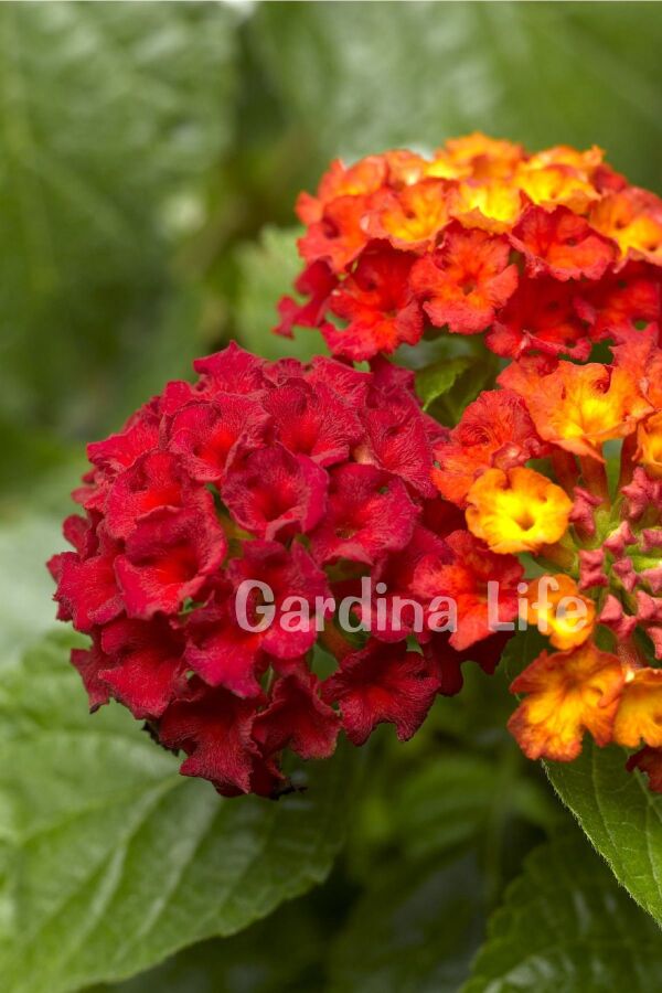 Bodur Ağaç Minesi Fidesi Hot Red ( Lantana Camara )  - 5