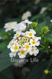 Bodur Ağaç Minesi Fidesi White ( Lantana Camara )  - 1
