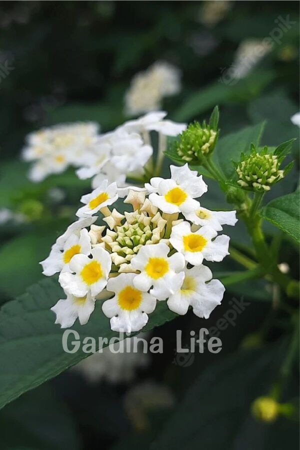 Bodur Ağaç Minesi Fidesi White ( Lantana Camara )  - 1