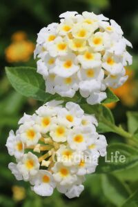 Bodur Ağaç Minesi Fidesi White ( Lantana Camara )  - 3