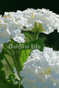 Bodur Ağaç Minesi Fidesi White ( Lantana Camara )  - 4