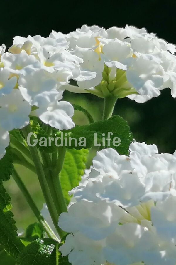 Bodur Ağaç Minesi Fidesi White ( Lantana Camara )  - 4