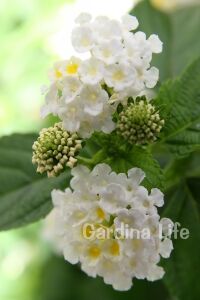 Bodur Ağaç Minesi Fidesi White ( Lantana Camara )  - 5