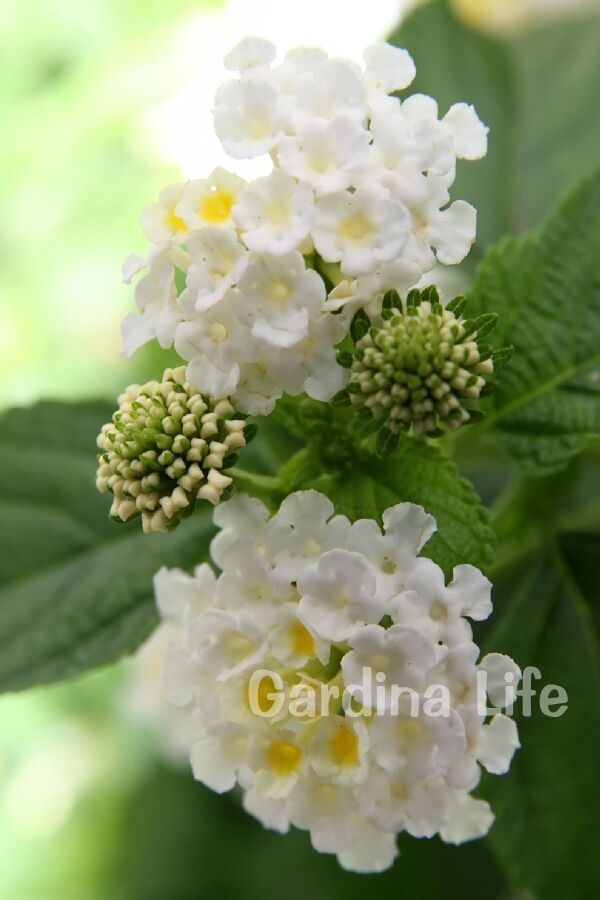 Bodur Ağaç Minesi Fidesi White ( Lantana Camara )  - 5