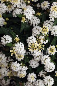 Bodur Ağaç Minesi Fidesi White ( Lantana Camara )  - 6