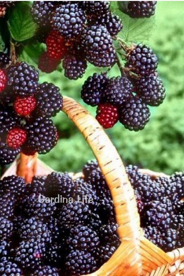 Böğürtlen Fidanı  Dikensiz Jumbo Boy ( Rubus Fruticosus ) - 1