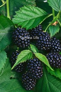 Böğürtlen Fidanı  Dikensiz Jumbo Boy ( Rubus Fruticosus ) - 3