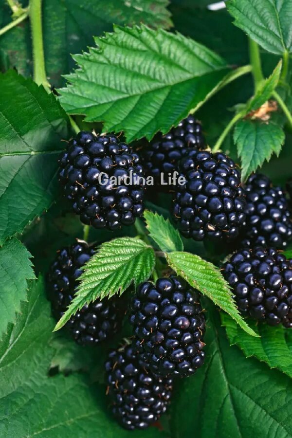 Böğürtlen Fidanı  Dikensiz Jumbo Boy ( Rubus Fruticosus ) - 3