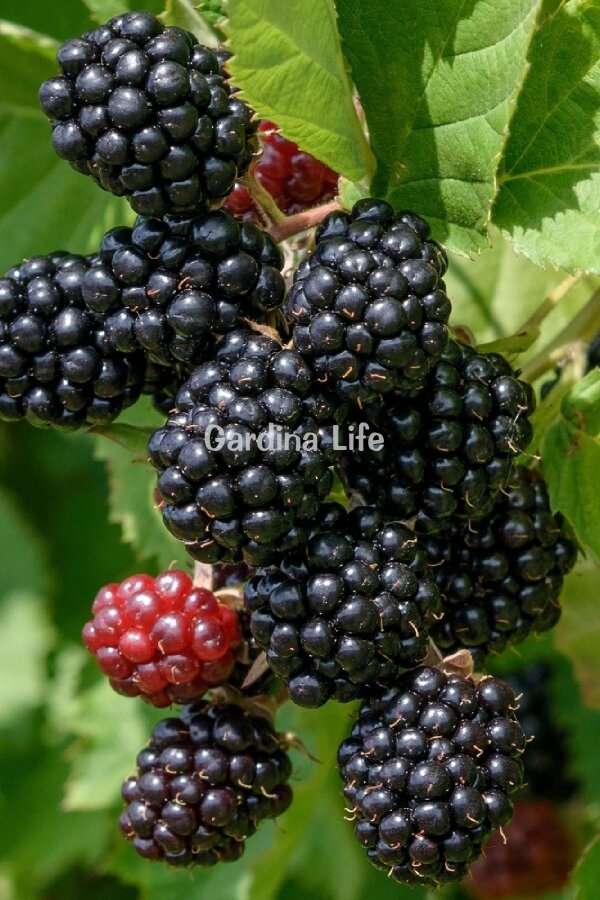 Böğürtlen Fidanı  Dikensiz Jumbo Boy ( Rubus Fruticosus ) - 4