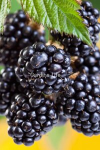 Böğürtlen Fidanı  Dikensiz Jumbo Boy ( Rubus Fruticosus ) - 5