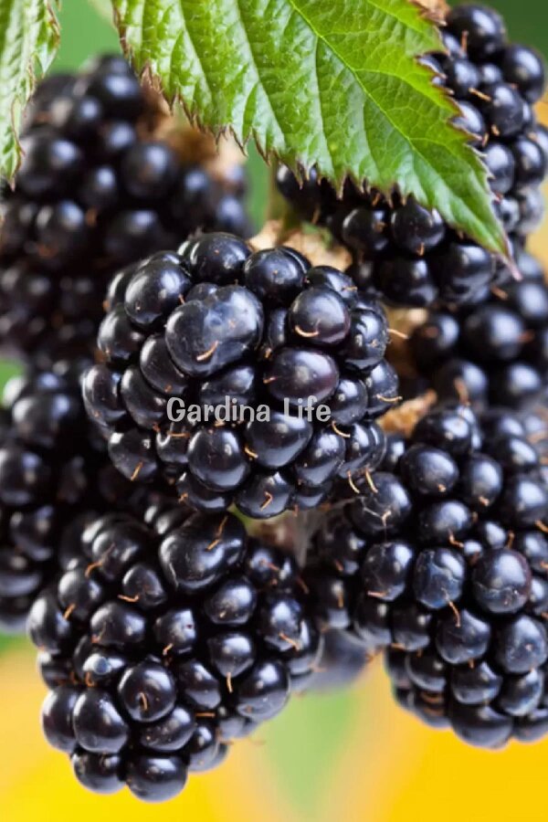 Böğürtlen Fidanı  Dikensiz Jumbo Boy ( Rubus Fruticosus ) - 5