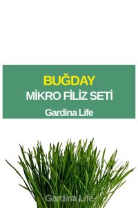 Buğday Çimi Mikro Filiz Seti - 1