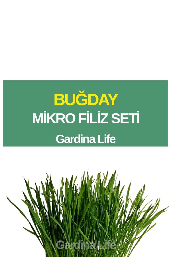 Buğday Çimi Mikro Filiz Seti - 1