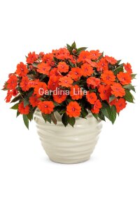Cam Güzeli  Fidesi ORANGE10 Adet - 1