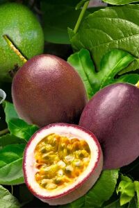 Çarkıfelek Fidesi Maruçya ( Passiflora Edulis ) Suntropics  - 1