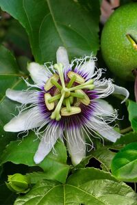 Çarkıfelek Fidesi Maruçya ( Passiflora Edulis ) Suntropics  - 4