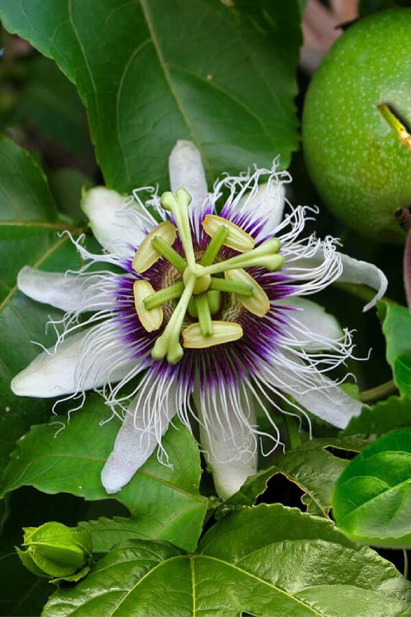Çarkıfelek Fidesi Maruçya ( Passiflora Edulis ) Suntropics  - 4