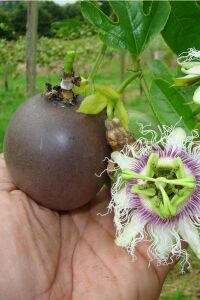 Çarkıfelek Fidesi Maruçya ( Passiflora Edulis ) Suntropics  - 5