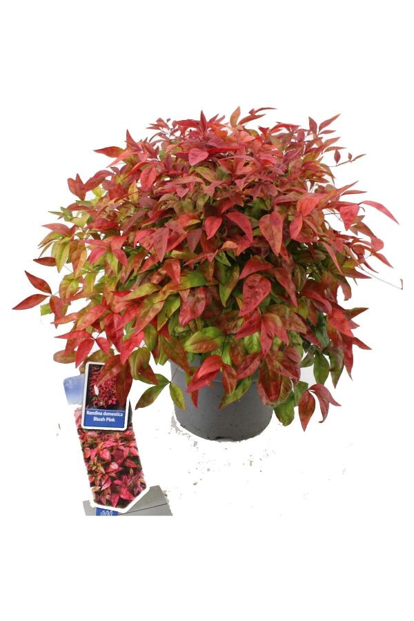 Cennet Bambusu Fidanı Bodur Cins ( Nandina Domestica Blush Pink )