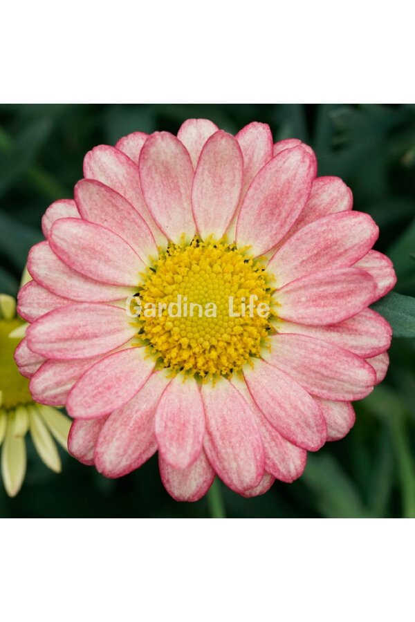 Çeşme Papatyası Fidesi  Apricot ( Argyranthemum Frutescens ) - 1