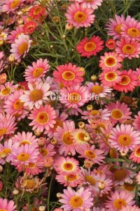 Çeşme Papatyası Fidesi  Apricot ( Argyranthemum Frutescens ) - 3