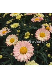 Çeşme Papatyası Fidesi  Apricot ( Argyranthemum Frutescens ) - 4
