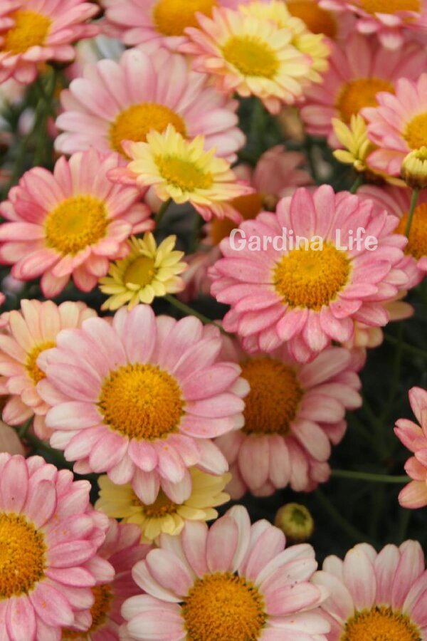 Çeşme Papatyası Fidesi  Apricot ( Argyranthemum Frutescens ) - 5