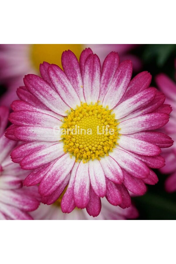 Çeşme Papatyası Fidesi  Bicolor Rose ( Argyranthemum Frutescens ) - 1