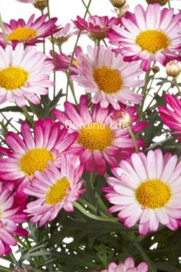 Çeşme Papatyası Fidesi  Bicolor Rose ( Argyranthemum Frutescens ) - 3