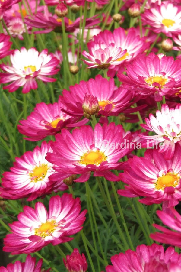 Çeşme Papatyası Fidesi  Bicolor Rose ( Argyranthemum Frutescens ) - 4