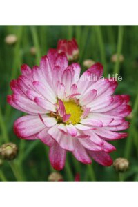 Çeşme Papatyası Fidesi  Bicolor Rose ( Argyranthemum Frutescens ) - 5