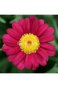 Çeşme Papatyası Fidesi  Dark Rose ( Argyranthemum Frutescens ) - 1