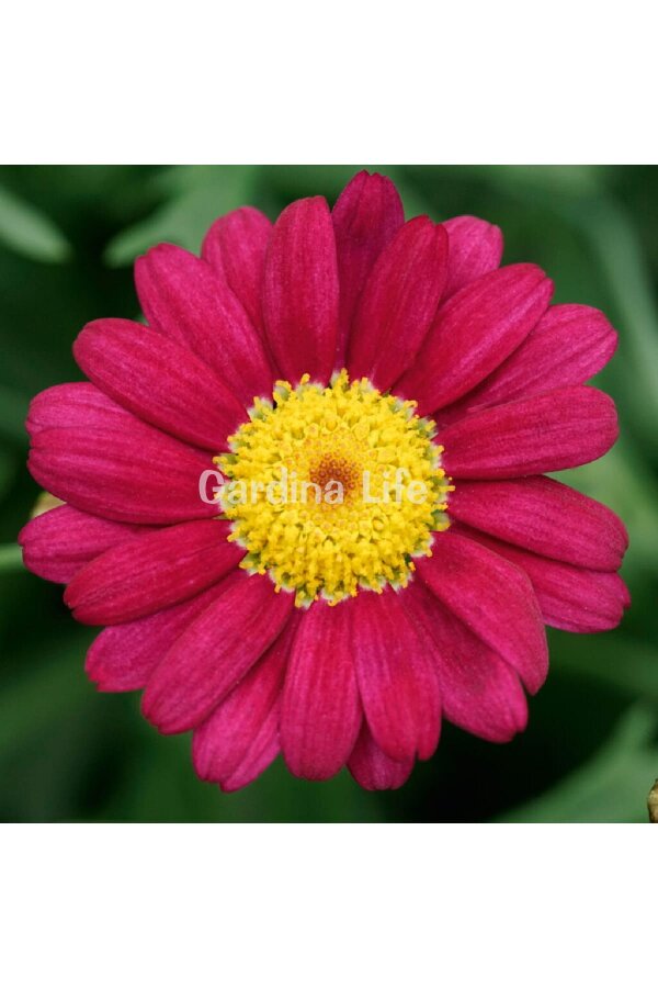 Çeşme Papatyası Fidesi  Dark Rose ( Argyranthemum Frutescens ) - 1