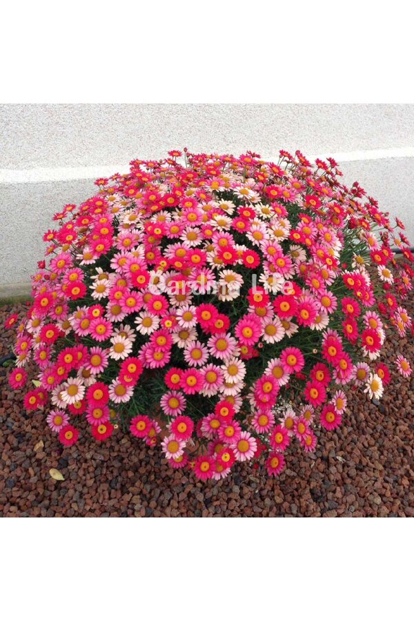 Çeşme Papatyası Fidesi  Dark Rose ( Argyranthemum Frutescens ) - 3