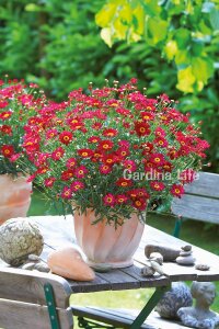Çeşme Papatyası Fidesi  Dark Rose ( Argyranthemum Frutescens ) - 4
