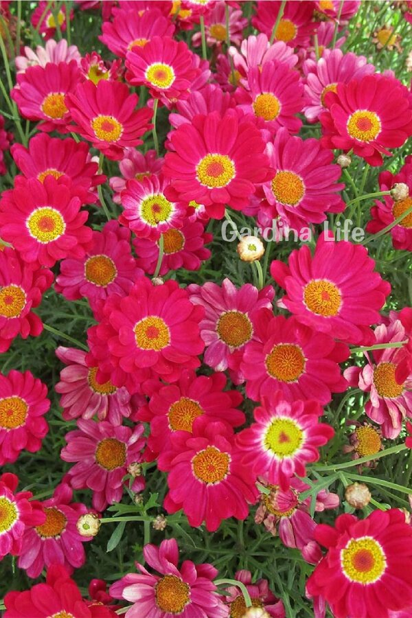 Çeşme Papatyası Fidesi  Dark Rose ( Argyranthemum Frutescens ) - 5