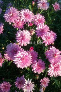 Çeşme Papatyası Fidesi   Pink ( Argyranthemum Frutescens ) - 1