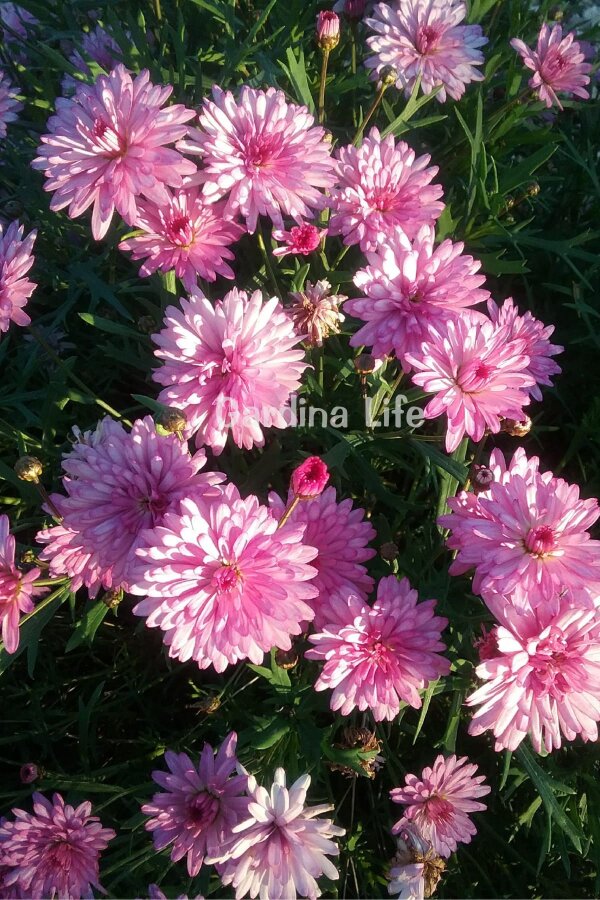 Çeşme Papatyası Fidesi   Pink ( Argyranthemum Frutescens ) - 1