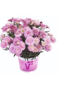Çeşme Papatyası Fidesi   Pink ( Argyranthemum Frutescens ) - 3